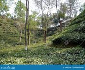 tea plantation srimangal bangladesh srimangal sreemangal one main locations growing tea bangladesh 164359965.jpg from srimangal