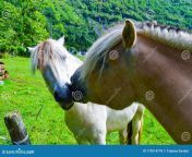 two horses kissing white mare brown horse express love each other muzzle close up summer rural landscape green 179214776.jpg from mare lip kiss