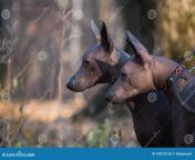 two xolo dogs xoloitzcuintle mexican nude autumn forest two large brown hairless xolo dogs xoloitzcuintle mexican hairless 168122755.jpg from mexican nudi