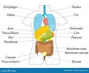 latein der inneren organe bezeichnet als anatomie diagramm 99894050.jpg from latein