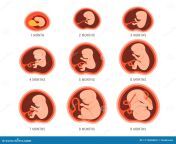 pregnancy fetal foetus development embryonic month stage growth month month cycle to month to birth medical infographic 177606805.jpg from creatorssssss messsage meeee forr lfl ❤️❤️❤️❤️ giving month to
