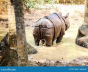 single large adult rhinoceros horn pissing green pond water zoo single large adult rhinoceros horn pissing 210116852.jpg from हिदी दस xxxindean pissing