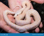 abino python snake hand albino one week old bred farm 55476172.jpg from abino