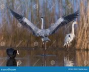 beautiful grey heron ardea cinerea fishing lake grey heron long legged predatory wading bird beautiful grey heron 148110908.jpg from 9​ dia heron gal hot oprajita xxx video