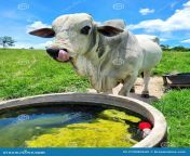 beautiful nellore ox drinking water nature farm sunny day blue sky summer 272080645.jpg from nellore desi