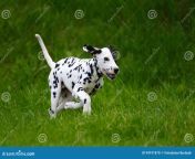 dalmatian dog outdoors summer adorable 94191870.jpg from adorable dalmatian outdoors royalty free image 486407534 1560958706 jpgcrop0 670xw1 00xh0 0622xw0resize480