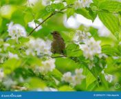 finch female sitting flowering jasmine bush spring bird branch 68926379.jpg from 833146 jpg