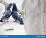 весна в воздухе а любовь везде голуби целуются и спариваются парочка 153578177.jpg from ДЕВУШКИ ЦЕЛУЮТСЯ ПЕРИСКОП