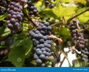 зрелые домашние виноград в солнечный день падении 197381974.jpg from домашние роды1млн просмо