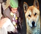 632e84d724f25 pria viral mengawini kambing dan ilustrasi hewan anjing 1265 711.jpg from mesum anjing vs manu