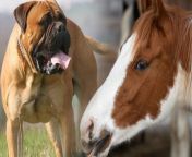 6376f15f84bcc ilustrasi hewan anjing dan kuda 1265 711.jpg from vidio sex kuda vs manusia