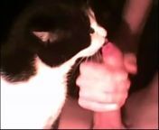 5ced49d06f3a0me and my cat gaybeast com siterip mp4 10b.jpg from cat xxxx video