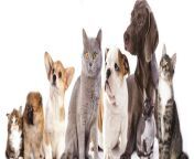 cats and dogs ols image.jpg from эля сабитова
