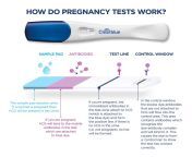 clearblue hcg how pregnancy tests work.jpg from hcg