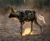 african wild dog at working with wildlife.jpg from www wild dogs sex videos