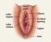 vagina 1.jpg from female to male vulva plastic surgery