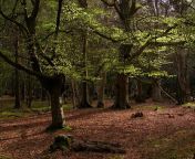 beech trees in mallard wood new forest geograph org uk 779513.jpg from new faest