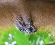 220px orangutan vulva.jpg from bbw xxx black pussy lips jangal sexxx nusrat jahanx mayanti langer nude fu