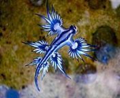 220px blue dragon glaucus atlanticus 8599051974.jpg from small mame nudi story
