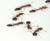 800px fire ants 01.jpg from indian school within 16 ant teacher