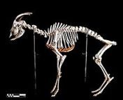 220px goat skeleton.jpg from মানুষ সেক বকরী ও ছাগল চুদাচুদি video xxx www c