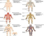 354px organ systems i.jpg from body of