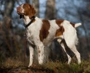 1200px american brittany standing.jpg from brittany a