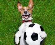 cachorro invade jogo de futebol na georgia e pede carinho 1 1024x682.jpg from jogo de futebol de xbox 360wjbetbr com caça níqueis eletrônicos entretenimento on line da vida real a receber ohb
