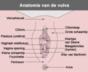 vulvaireanatomie2 jpgmedia1697439765 from anatomie vulva
