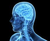 615230 brain anatomy medical head skull digital 3 d x ray xray psychedelic.jpg from in head