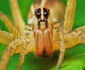 327937 macro spiders arachnids.jpg from arach