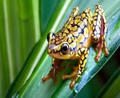 192494 frog animals nature amphibian.jpg from anmal