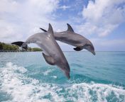 212137 nature animals wildlife dolphin.jpg from dholpin