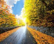 hd wallpaper autumn fall sun woods autumn leaves sunny beautiful clouds leaves splendor autumn splendor beauty road forest lovely view sunlight colors sky trees leaf tree sunrays rays autumn.jpg from view full screen autumn falls nude new full video onlyfans leak mp4
