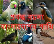 bangladesher pakhi rochona webp from বাংলাদেশের ছোটো ছেলেমেয়েদ