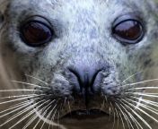 animalextremeclose up seal.jpg from fact seal