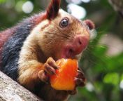 indian giant squirrel eating.jpg from indian giant