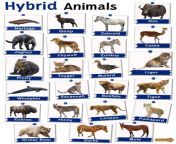 hybrid animals.jpg from animel to anim