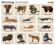 strong animals.jpg from animel to anim