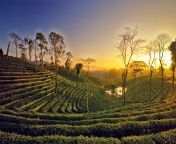 assam tea plantations.jpg from assamindia