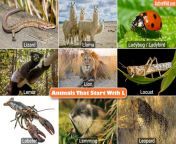 animals that start with l.jpg from anim@l