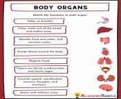 internal organs 3.jpg from all internal 2