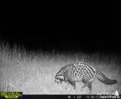 full from south african cam