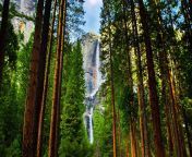 4californiasequoias in yosemite national parkcalifornia jpglaenhashf17ba85862635f40256e939c114f13954a58d9de from videos kaldighi park
