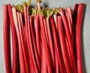 rhubarb and how to freeze it square jpeg from rubar