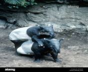 malayan tapirs mating an2r6f.jpg from tapirs mating 2021