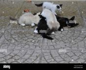 puppy cats breastfeeding from mother b3gddm.jpg from breastfeeding cat petsex com siterip