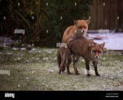 mating foxes kent garden united kingdom wildlife wild animals fox bme5gk.jpg from fox sex mating