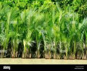 nypa fruticans commonly known as the nipa palm or mangrove palm sundarbans bangladesh pj2wtr.jpg from nipa mongla
