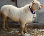 bannur sheep profile.jpg from bannur